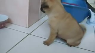 cute little pug pupper enjoying