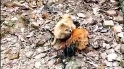 🤣Funny Dog and chiken Videos 2021🤣..dog and chiken fight🤣why not laugh🤣