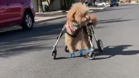 Trying to walk a paralyzed dog in a wheelchair.