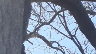 Bold Fox Squirrel in his tree at the Park