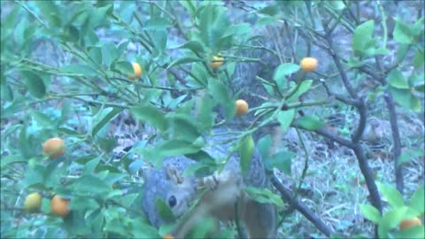 how squirrels get vitamin c