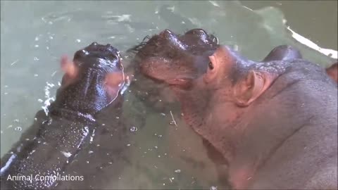 Baby hippo - the cutest