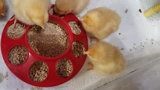 Spring Cheer and Chicks