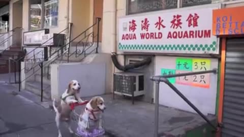 FUNNY DOGS goes shopping Cart Voyages