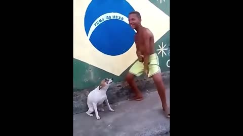 The funny dog ​​dance to not stop laughing