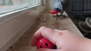 My african grey parrot loves his cat toy
