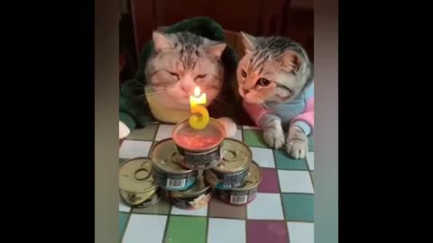 MELHOR vídeos de gatos engraçados