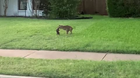 Bobcat nabs a squirrel for lunch such a hard work for lunch