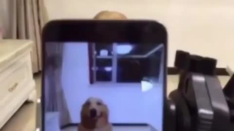 Puppy selfie