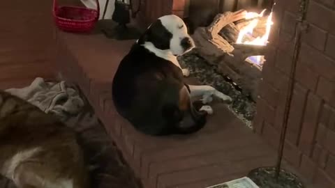 Dogs in front of fire