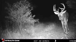 The Big Boyz ~~~ TEXAS BUCKS 🦌