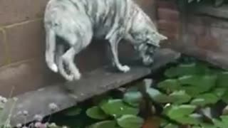 Curious dog explores pond, inevitable slips and falls in