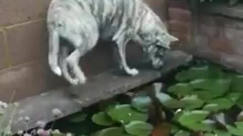 Curious dog explores pond, inevitable slips and falls in