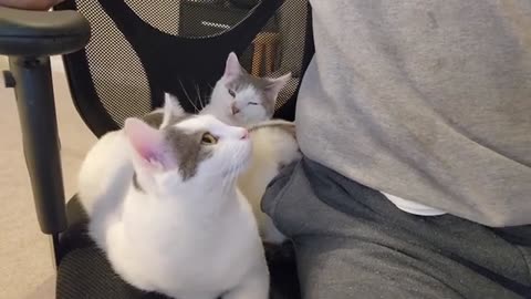 Cats Share the Chair With Human