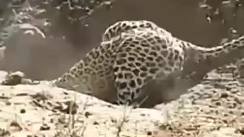 jaguar hunting wild boar inside the hole in the Amazon