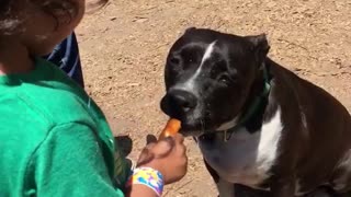 Boy in green top feeds chips to pitbull
