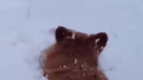 Cute Little Corgi Stuck In Snow