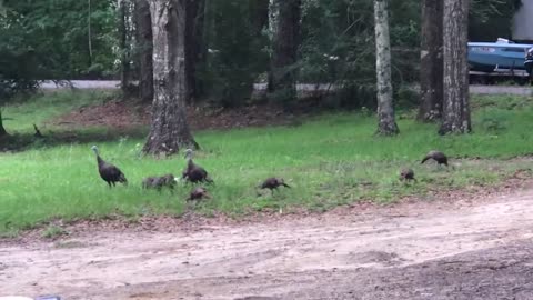 Wild Turkeys in the Front Yard