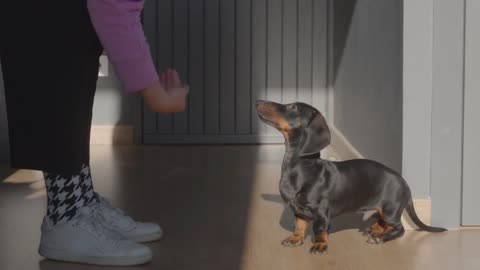 A black small dachshund puppy with his owner