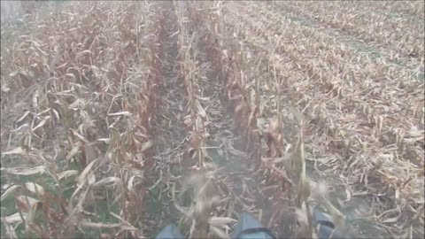 Corn Harvest 2020