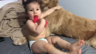 Baby and dog fighting for a bone