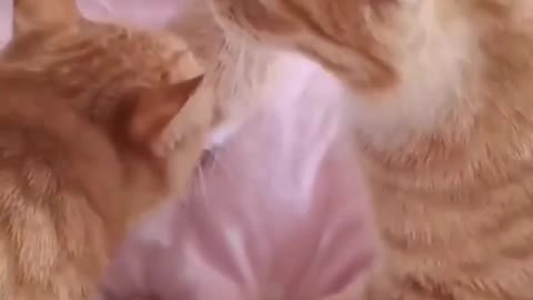 Cute and Funny Cats Video ( try not to laugh 2021 )😂
