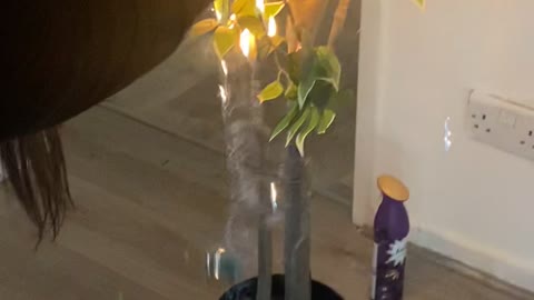 Fire Goes from Candle to Tree