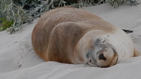 A seal sleeping on sand. Look at