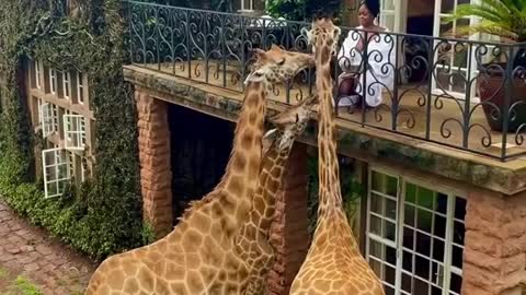 feeding these beautiful Giraffes in Kenya! How cute are they? 🦒🦒