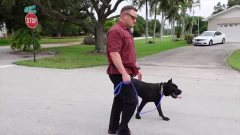 How to stop your dog pulling on leash guaranteed//dog trainer's secret revealed