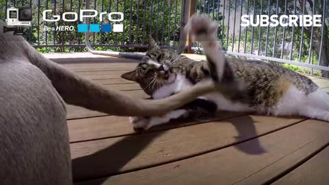 GoPro_ Didga the Dog-Surfing Cat