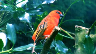 Adorable Female Red Fody Hiding In Leaves