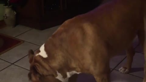 Massive pit bull play with Christmas toys... funny video