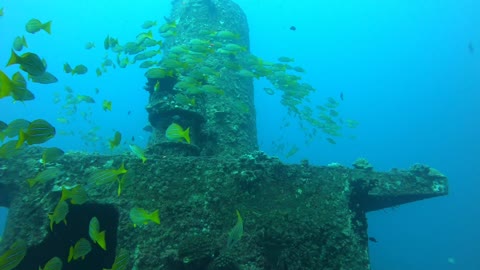 San Pedro Wreck Dive, O'ahu Hawaii