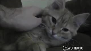 Cute Kitty Song