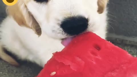 The cutest puppy is licking a watermelon