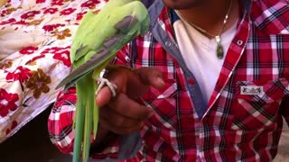 Pakistan Green Neck Parrot Dance with Owner Funny Video