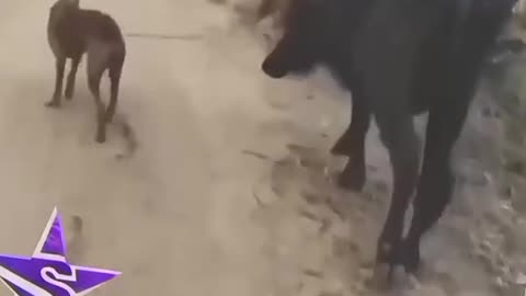 Cow Dog Fight So Funny