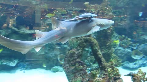 Nurse shark and remora (suckerfish)