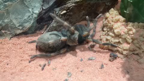 Mexican Red Knee Tarantula Molting