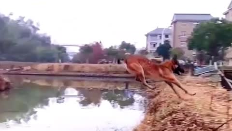 My dog's very long jump