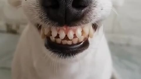 Funny Laughing Dog With Fake Teeth