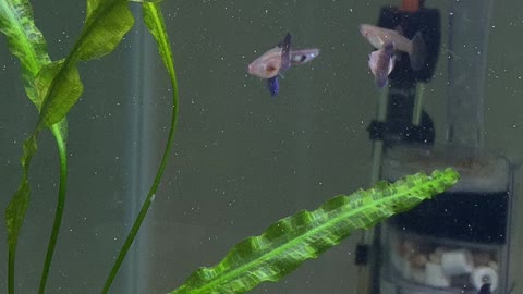 American Purple guppies