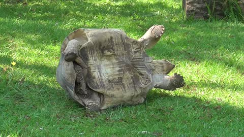 Tortoise Gets Saved By A Zoo Visitor