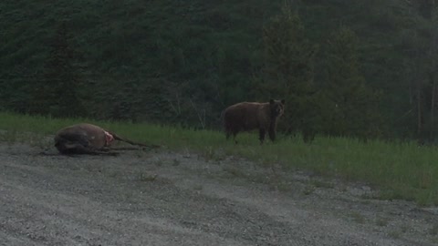 Bear Devours Roadkill Elk