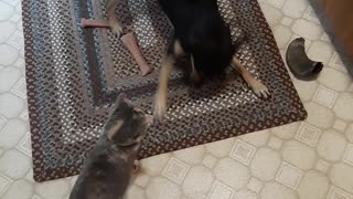 Cat has little fear with dog