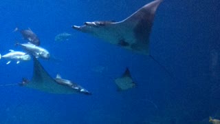 Manta rays at Atlanta Aquarium