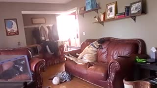 Dog caught on Nanny Cam sitting like a person
