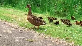 A mamma duck with all her babies