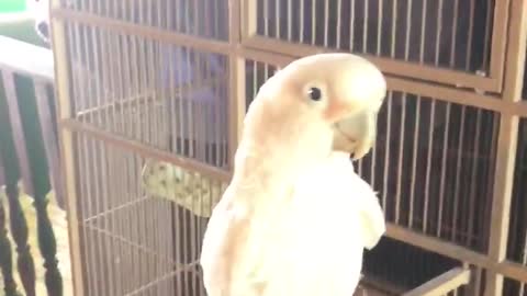Gizmo the cockatoo learns to open his crate